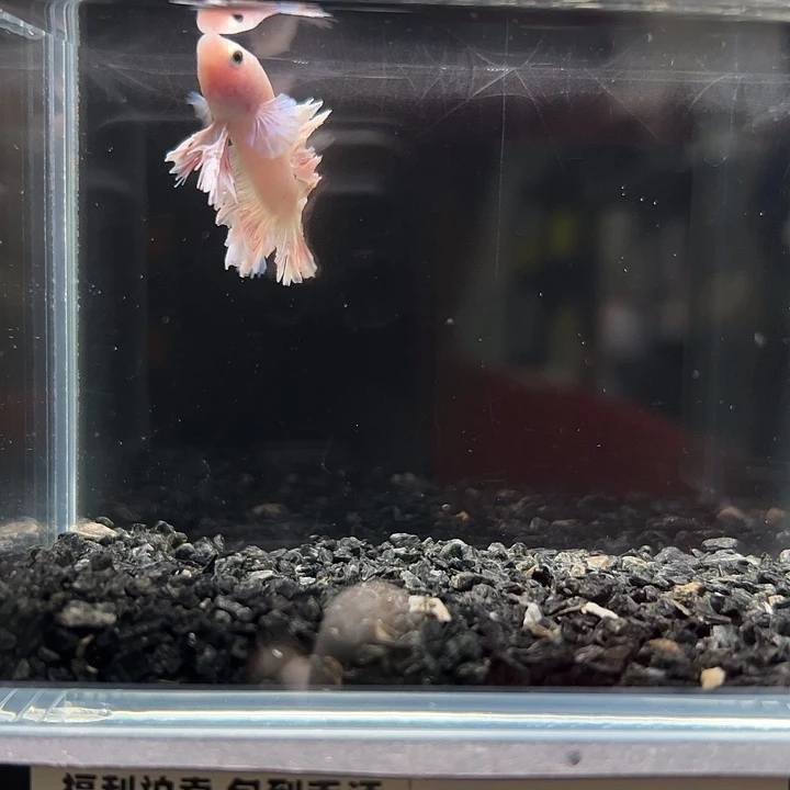 斗鱼跑单拉黑3日141