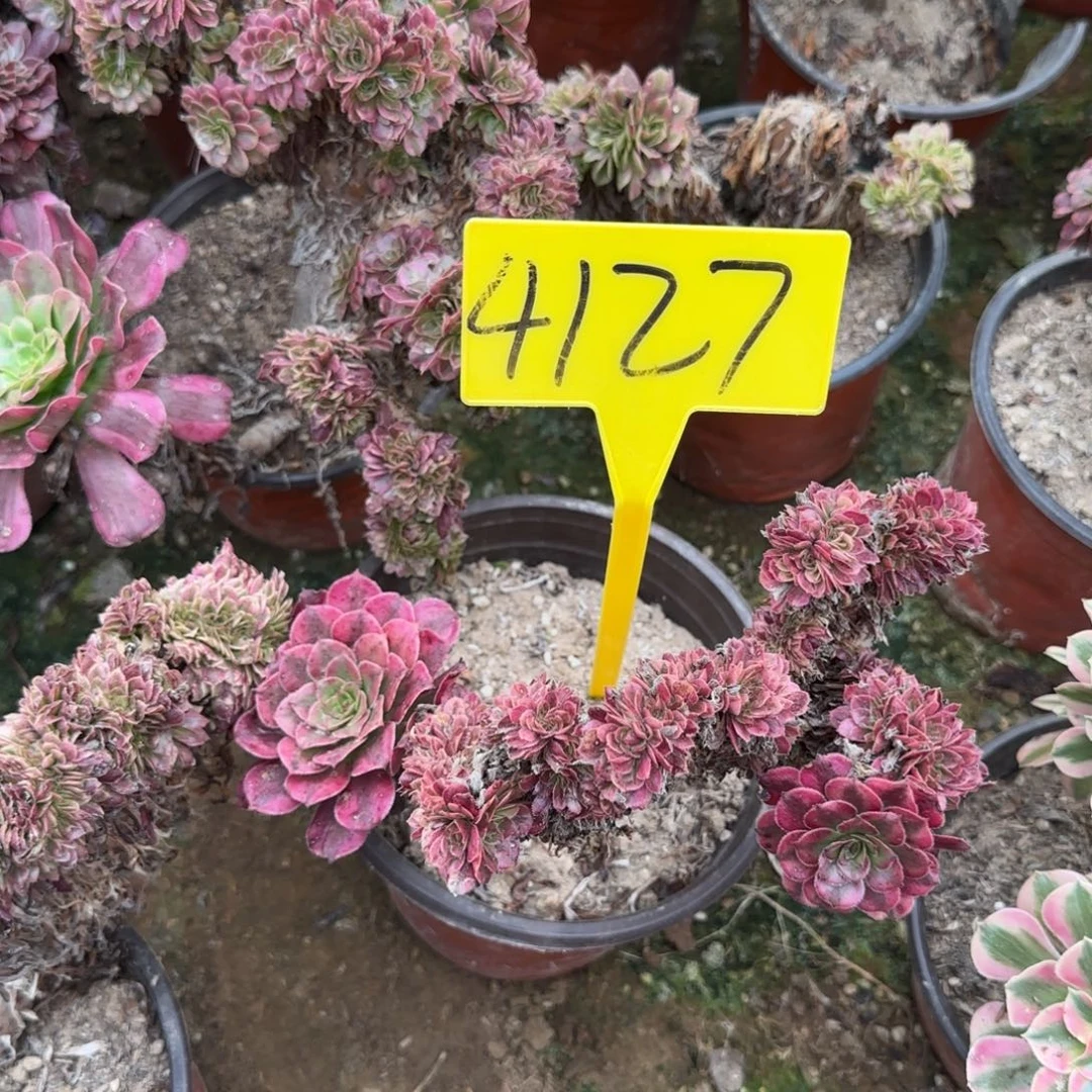 4127---多头多肉植物