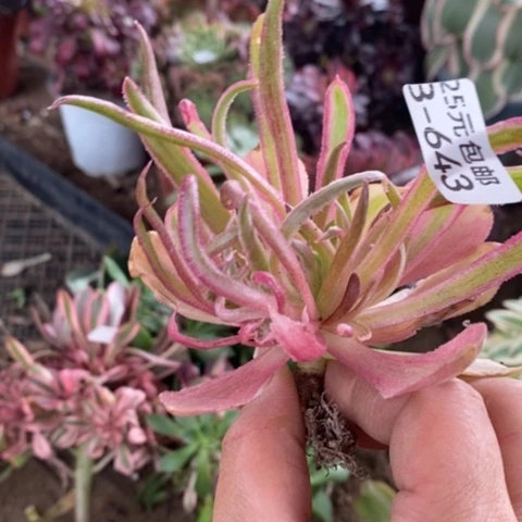 643光辉鱿鱼丝多肉清棚福利