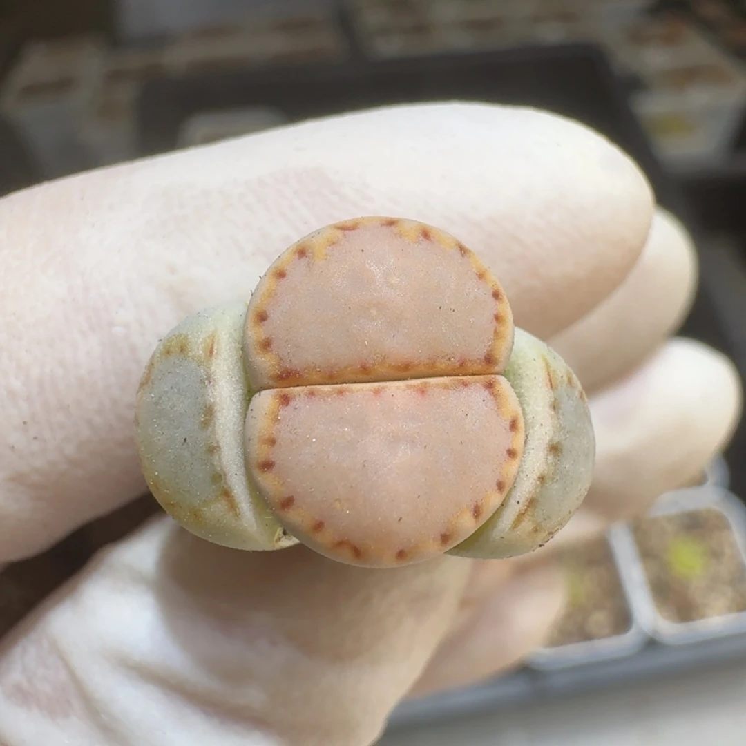 星****）0309-38生石花花