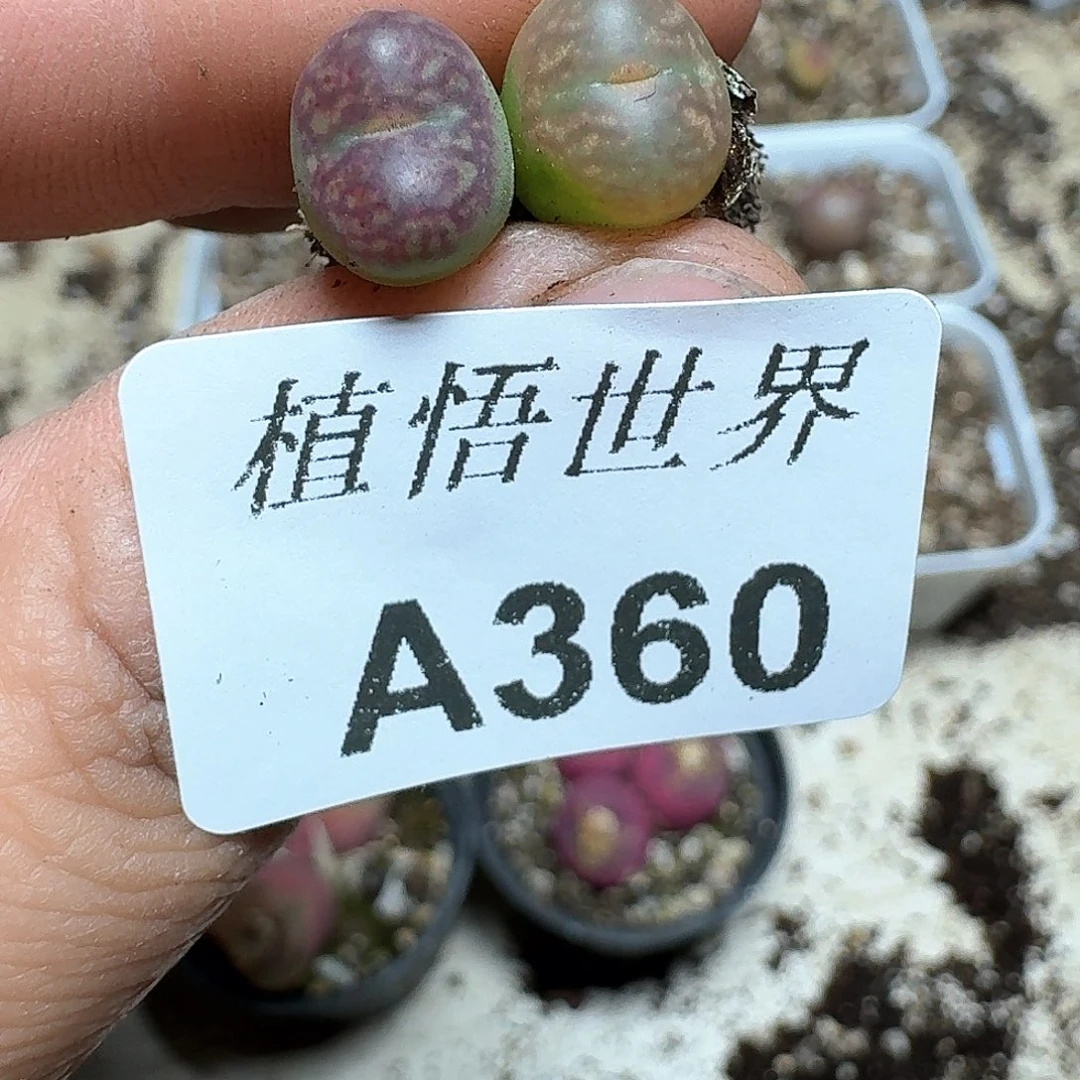 360号多肉植物哇f f