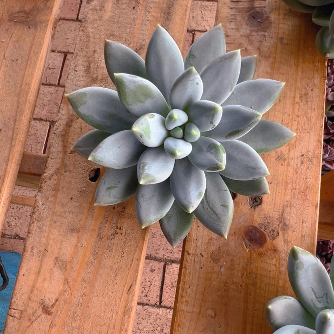 寄养11111111111111