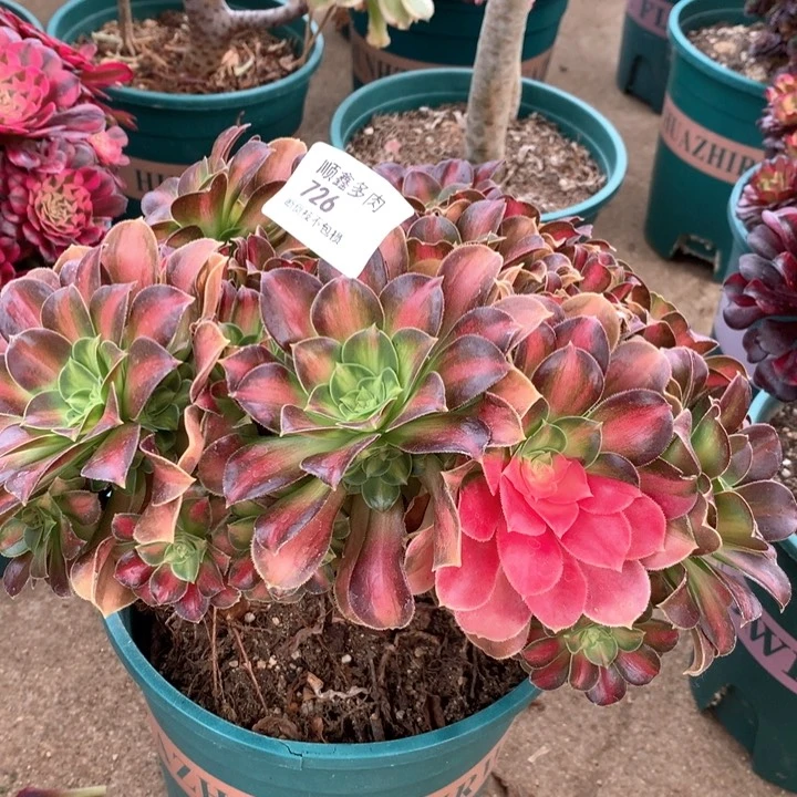 726韶华多肉植物