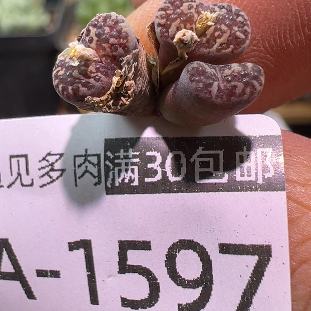 多肉植物11111111111