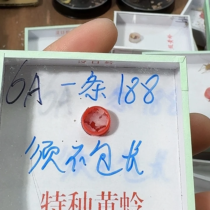 复***道蟋蟀2222222222222