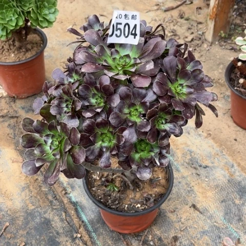 504黑元叶不包断枝