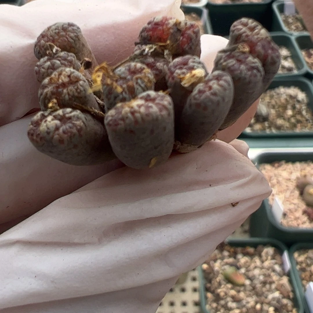 634 好看的多肉冲冲冲