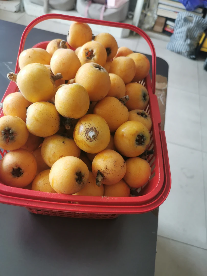 贵州高山农家自种枇杷新鲜当季现摘香甜多汁皮薄肉厚水果