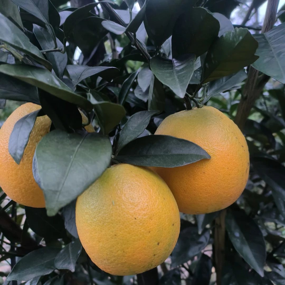 现摘正宗赣南早脐橙应季水果新鲜香甜爆汁产地直发橙子赣南脐橙