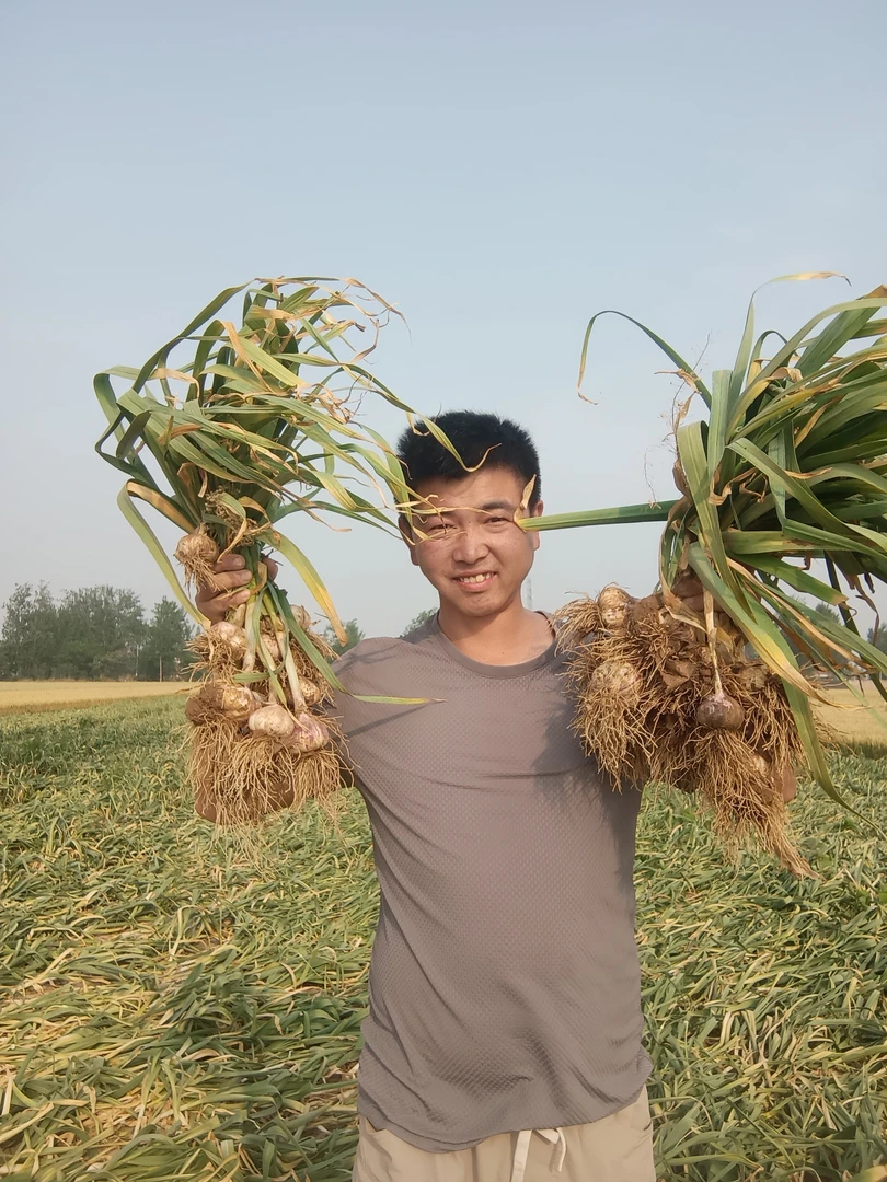 封丘优质紫皮干蒜净重发货5斤可吃可种