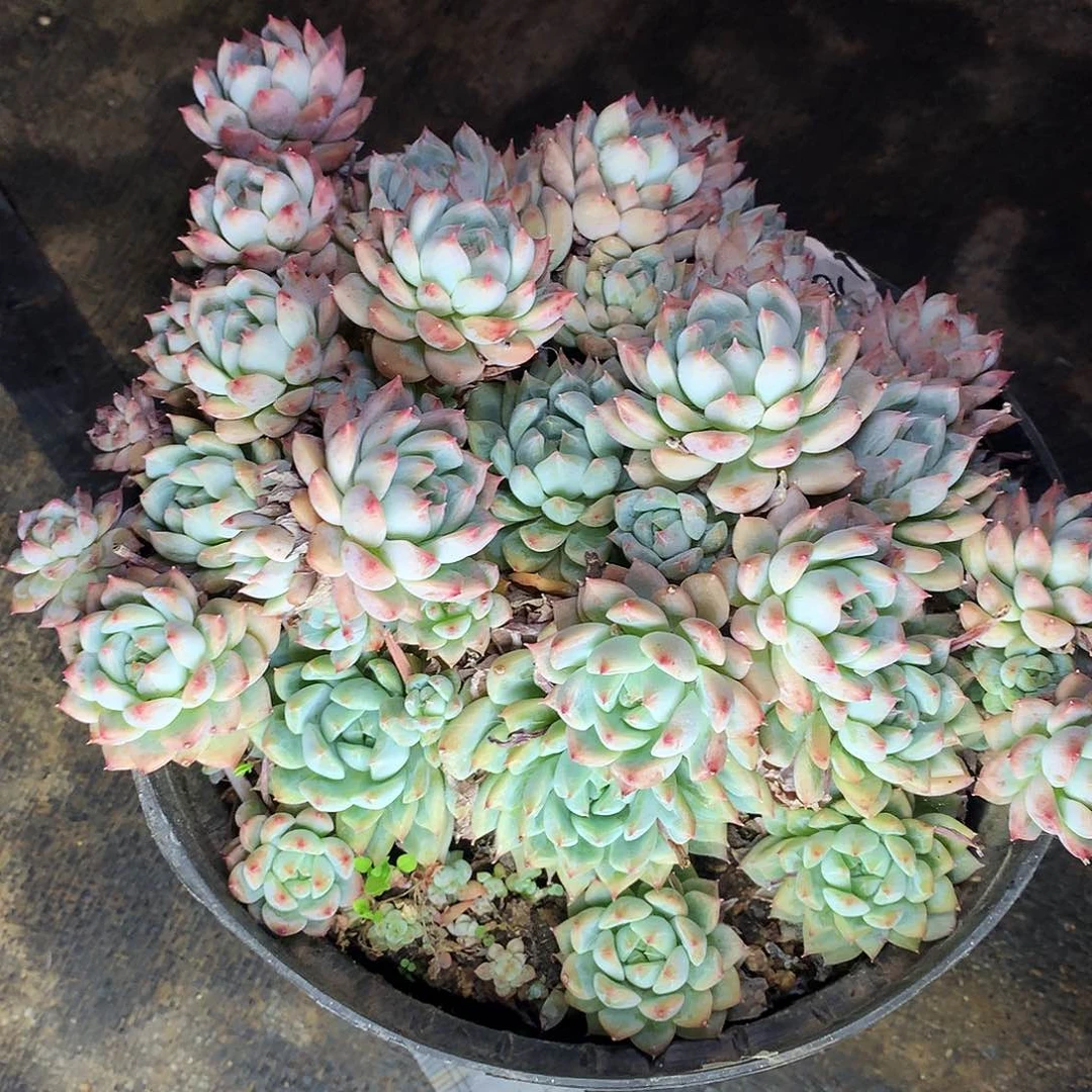 霜花一物一拍18-34