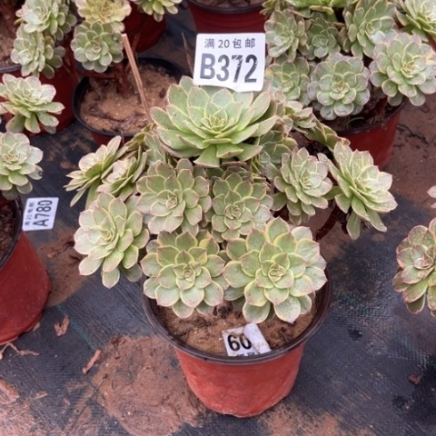 372半夏不包断枝