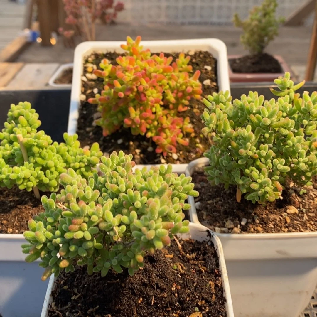 枝干番杏多肉植物118