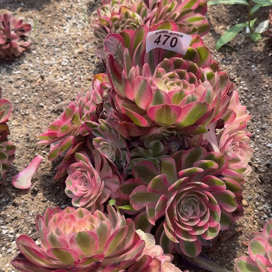 470荔枝多肉植物