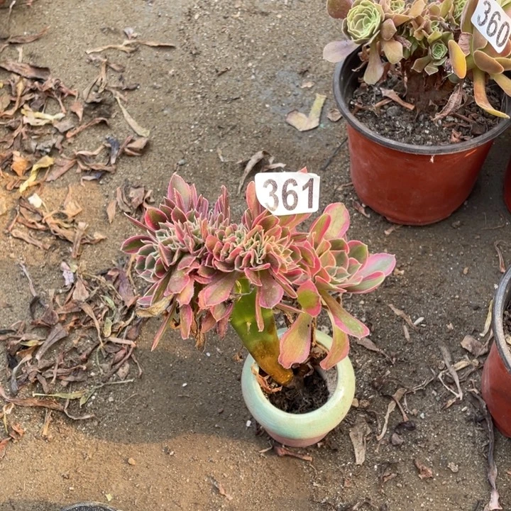 手***糖8厘米左右女巫拉丝缀361