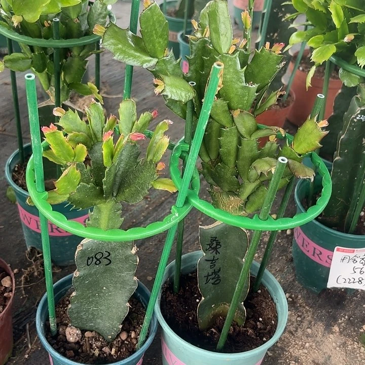 当前无花栽培后可以开花