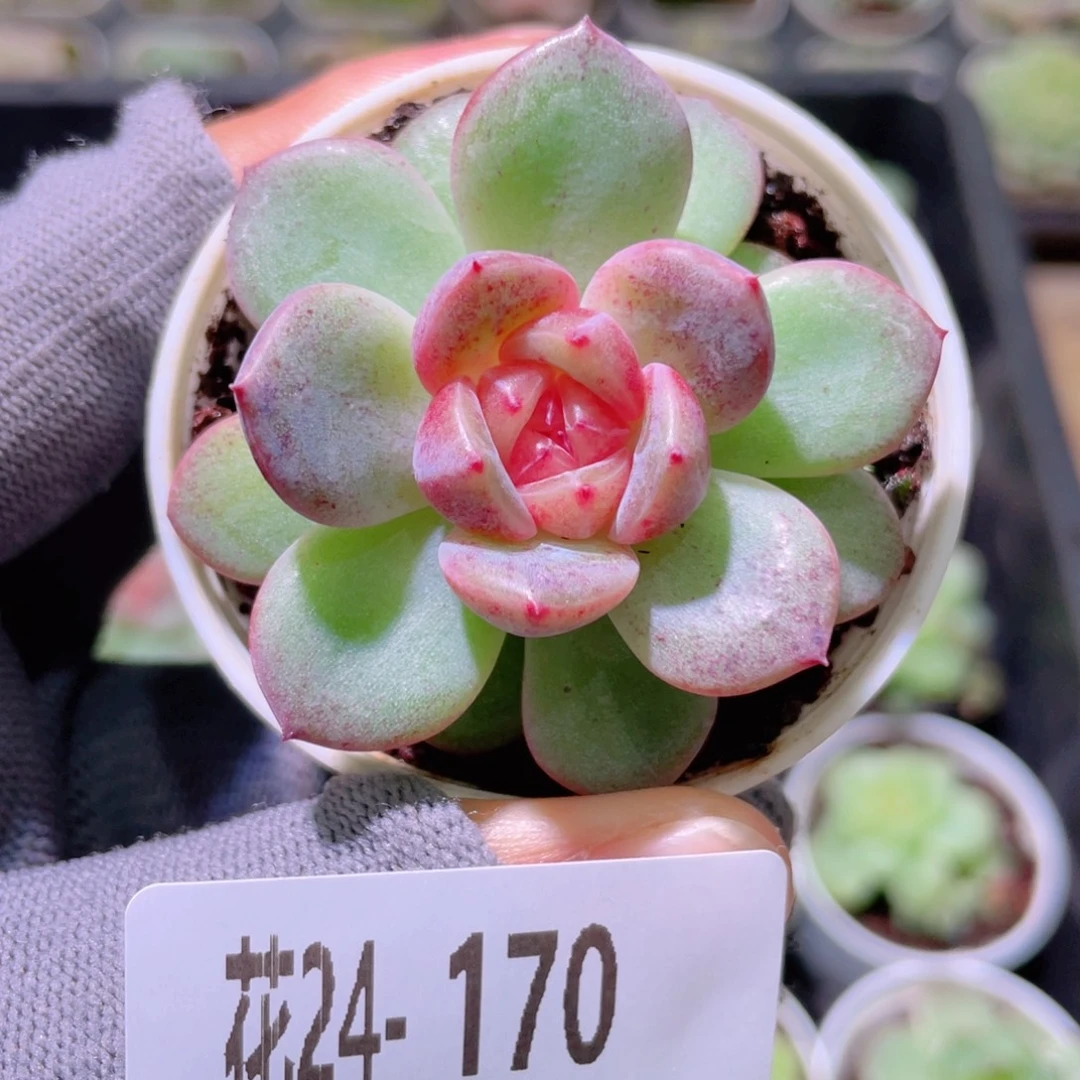 花利美24-170绯瞳