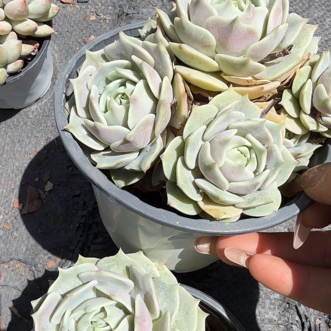 露娜莲多肉植物精品