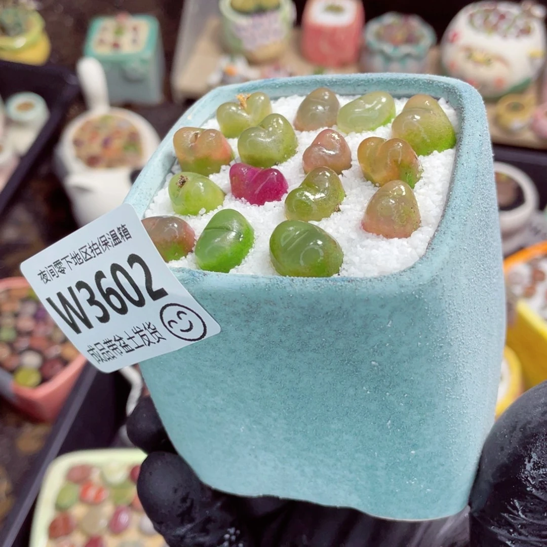 夜间零下地区拍保温箱w3602