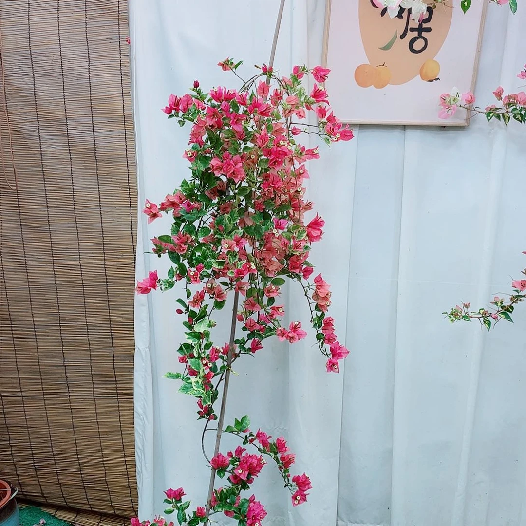 完全开放斑叶米罗