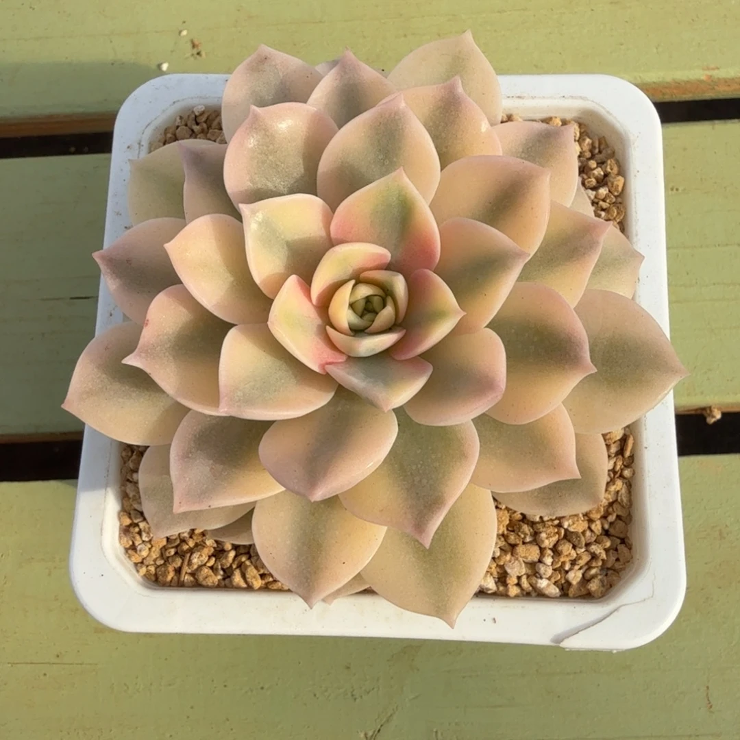 安娜锦锦上园艺一物一拍