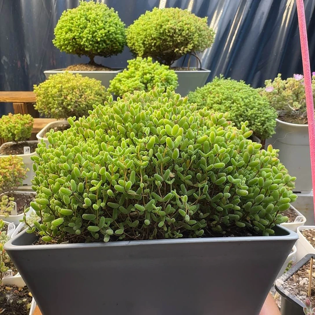 航****?大蜜橘糖球枝干番杏