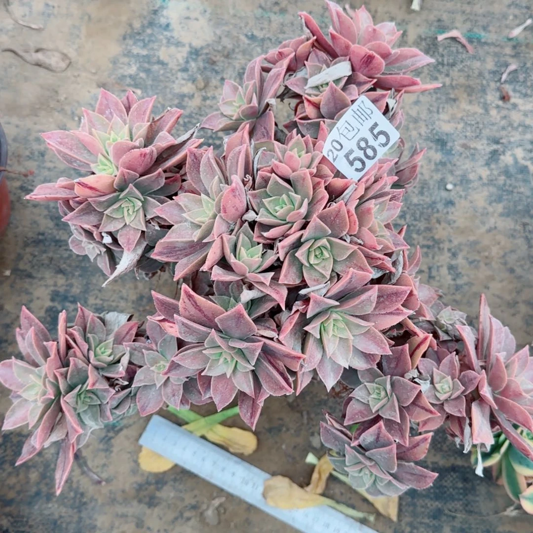 红叶多肉585满20包邮孤品包邮断枝不包