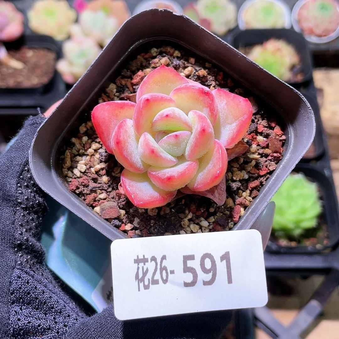 花利美26-591草莓泡芙