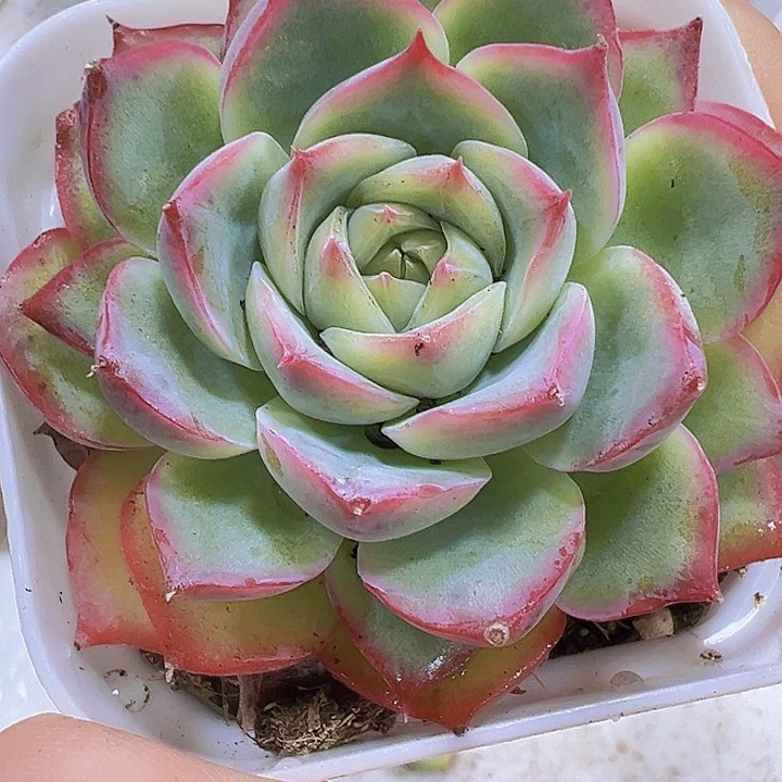 侧影19包邮多肉植物