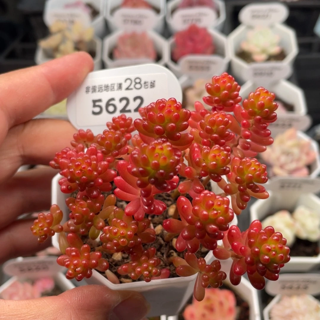 浆果5622--不包整