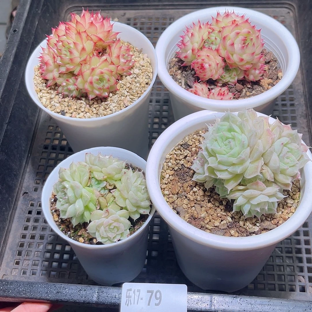 木乐17-79框拍4颗