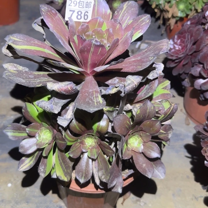 花斑鹿……不包断枝……