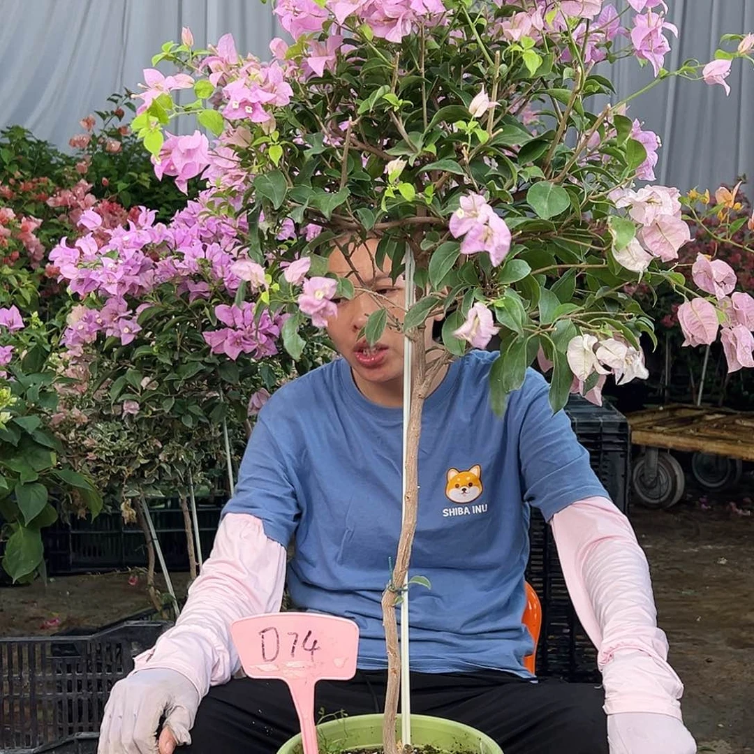 L***n大部分花苞少量开放D74巴西紫