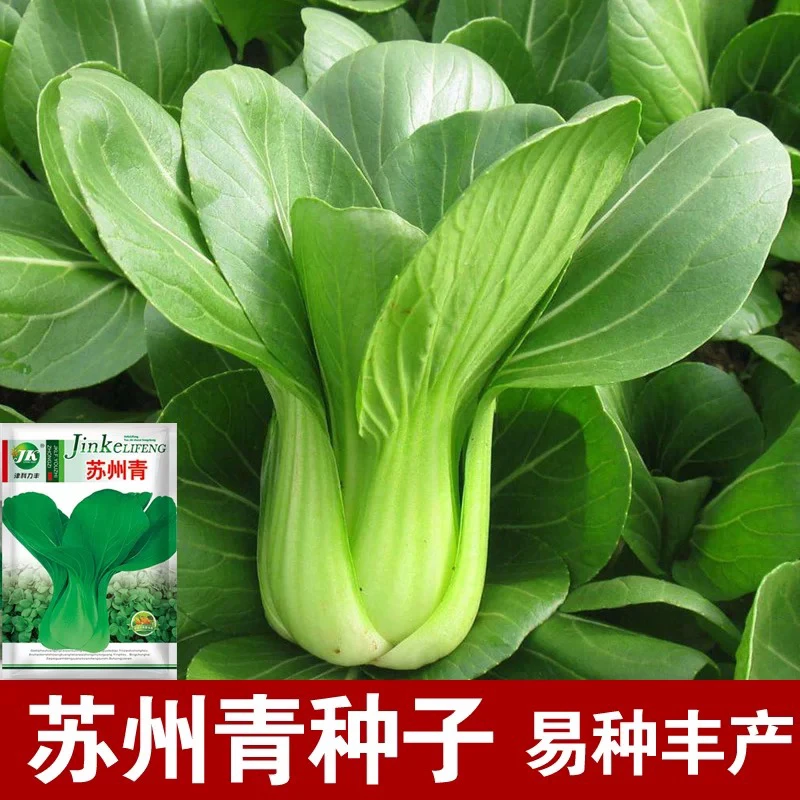 【全国5包包邮】上海青种子