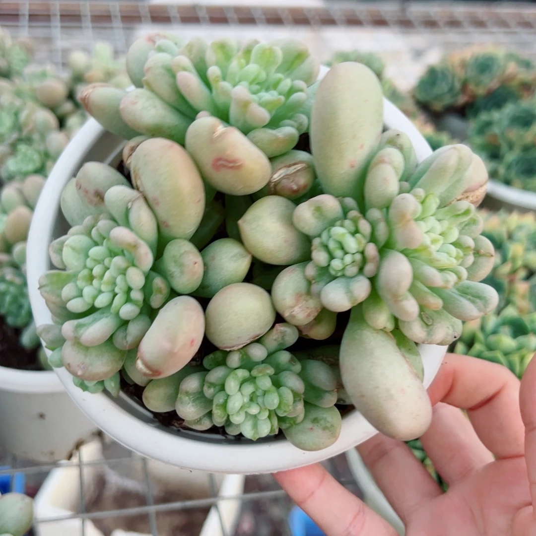 比尔盖茨四头起发