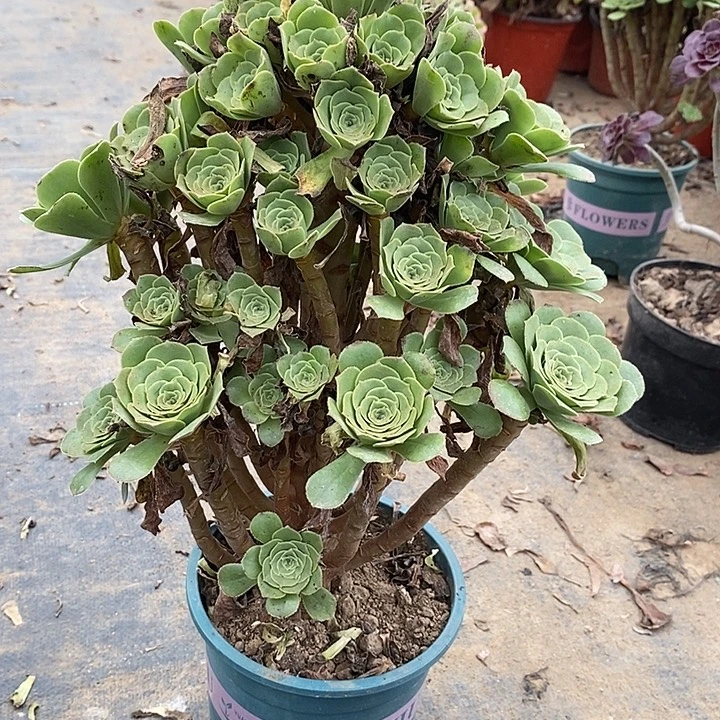 绿羊绒多肉植物068