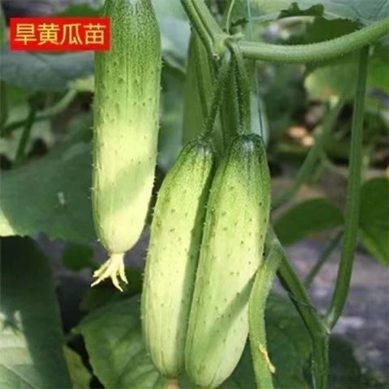 黄瓜秧苗水果黄瓜苗长刺黄瓜苗带土现挖旱黄瓜苗四季阳台庭院