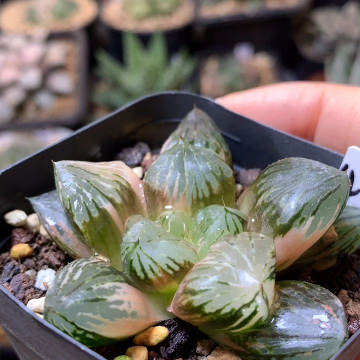 玉潭寿锦带盆土发货
