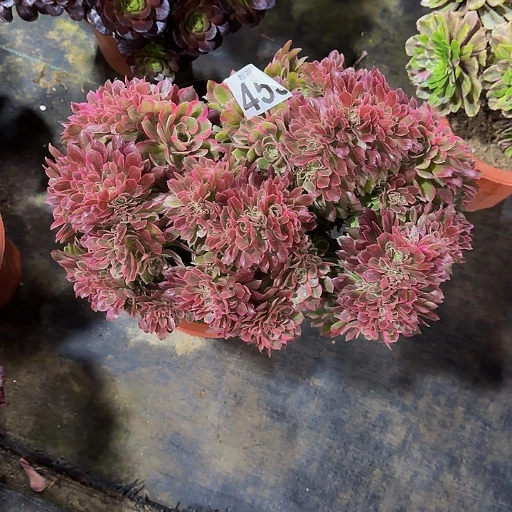 大*000000000453女郎缀