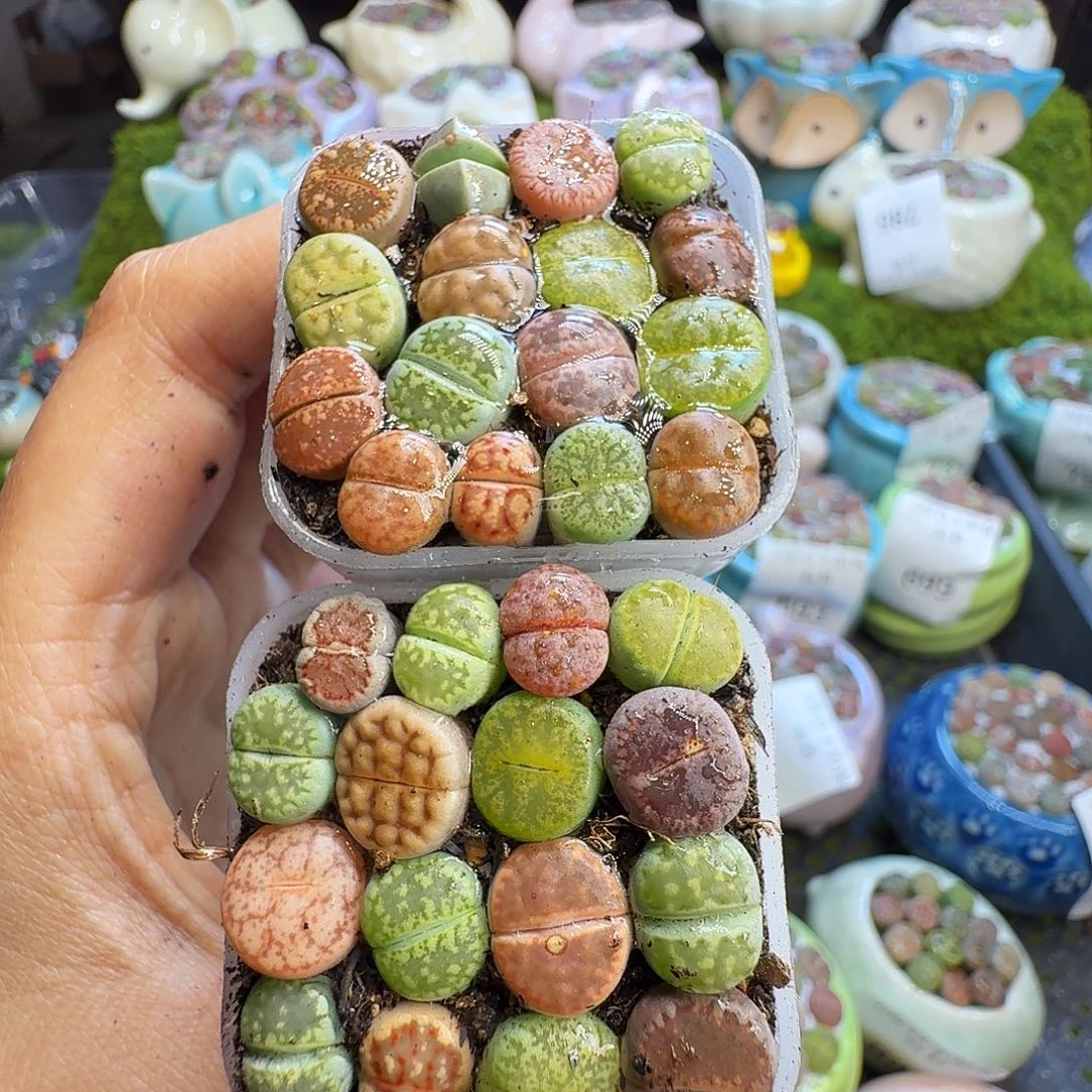 多肉植物福利冲838