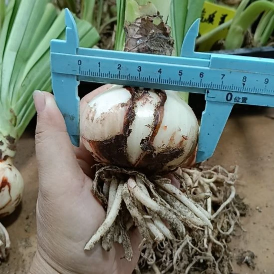 当前无花栽培后可以开花雏鹤6+