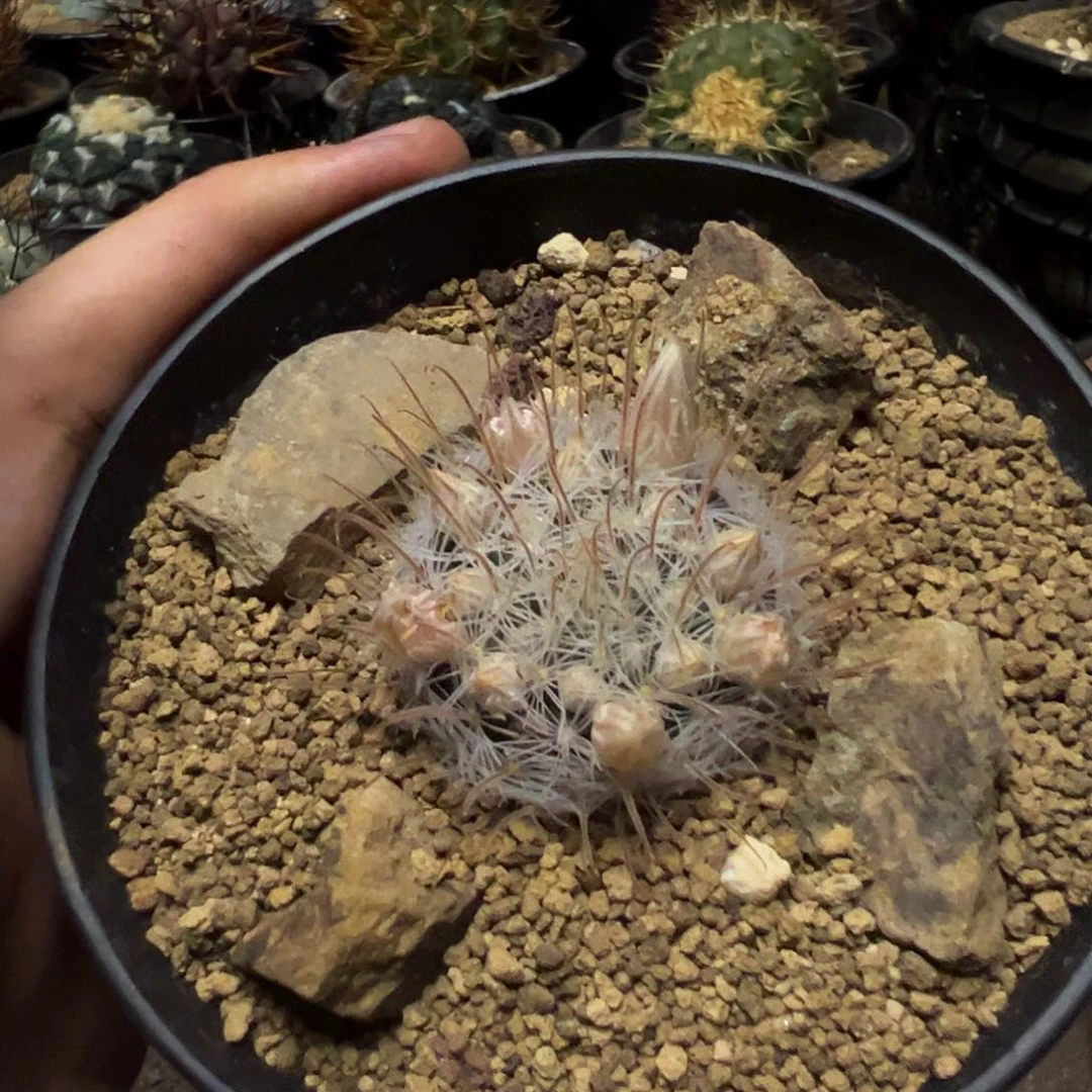 你****爸仙人球一物一拍