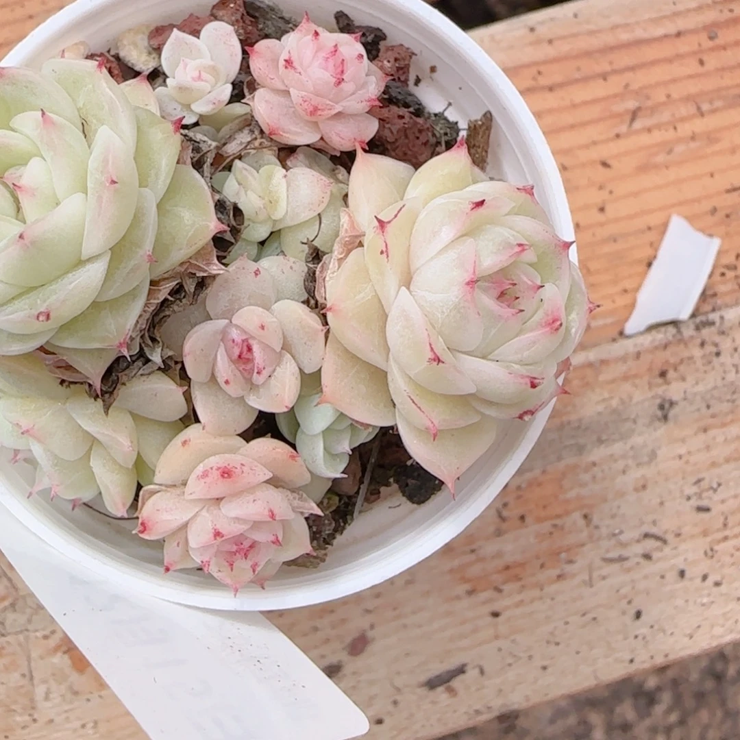 萍***未花语多肉1215-146散