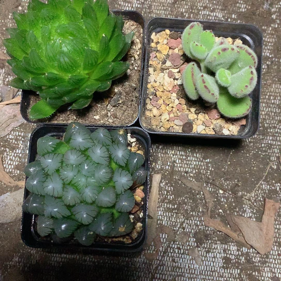 丹*?老猫猫多肉一物一拍