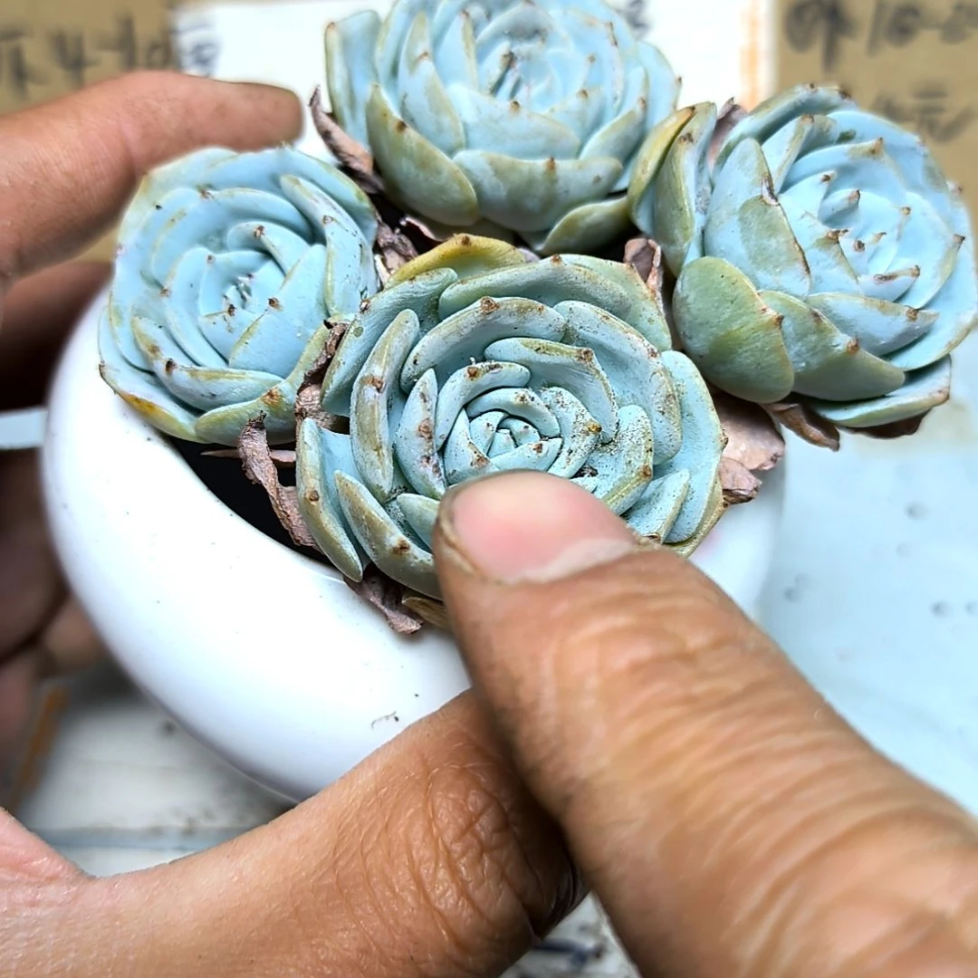 满6元包邮，蓝鸟四颗老苗