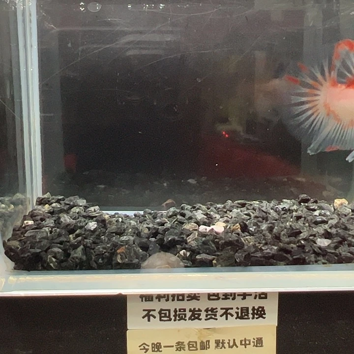 斗鱼竞拍跑单拉黑6