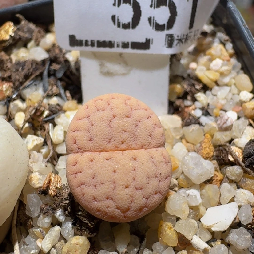 zzzx生石花肉锥551猪皮