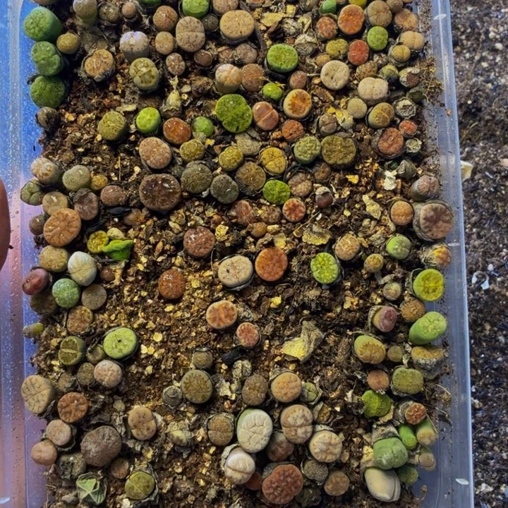 多肉植物的生长发育38
