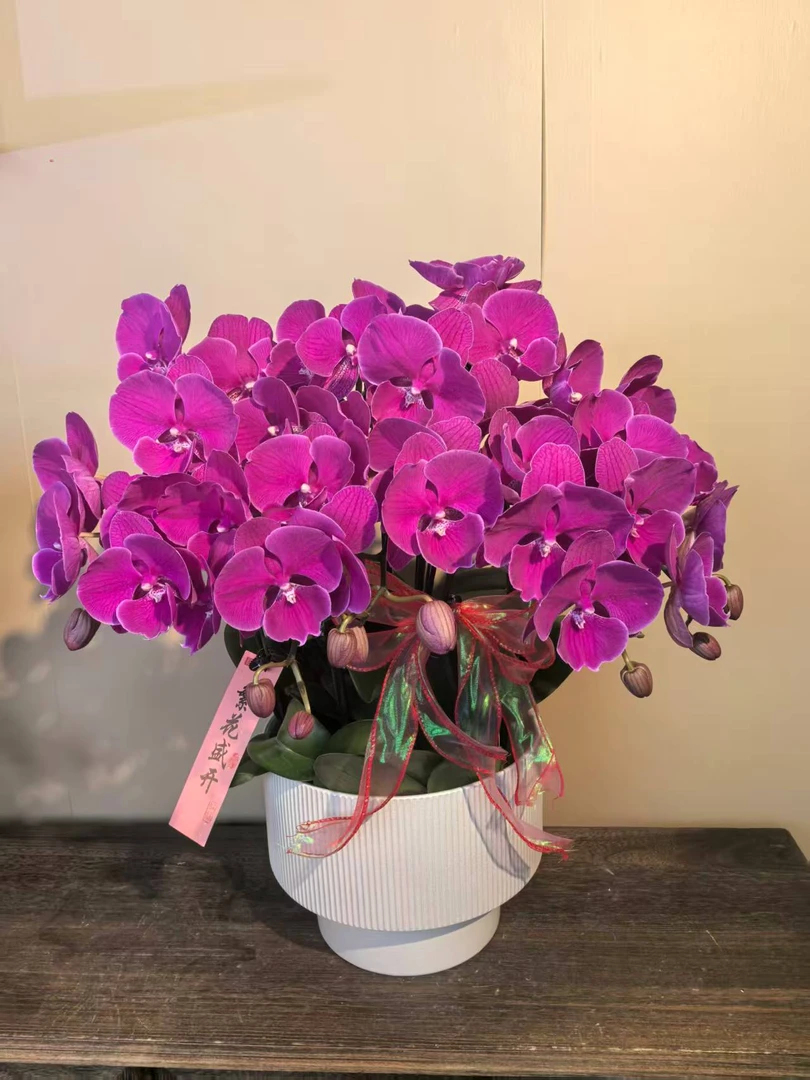 幽梦 吉祥 蝴蝶兰 紫红色花型 室内精品观赏 真花盆栽