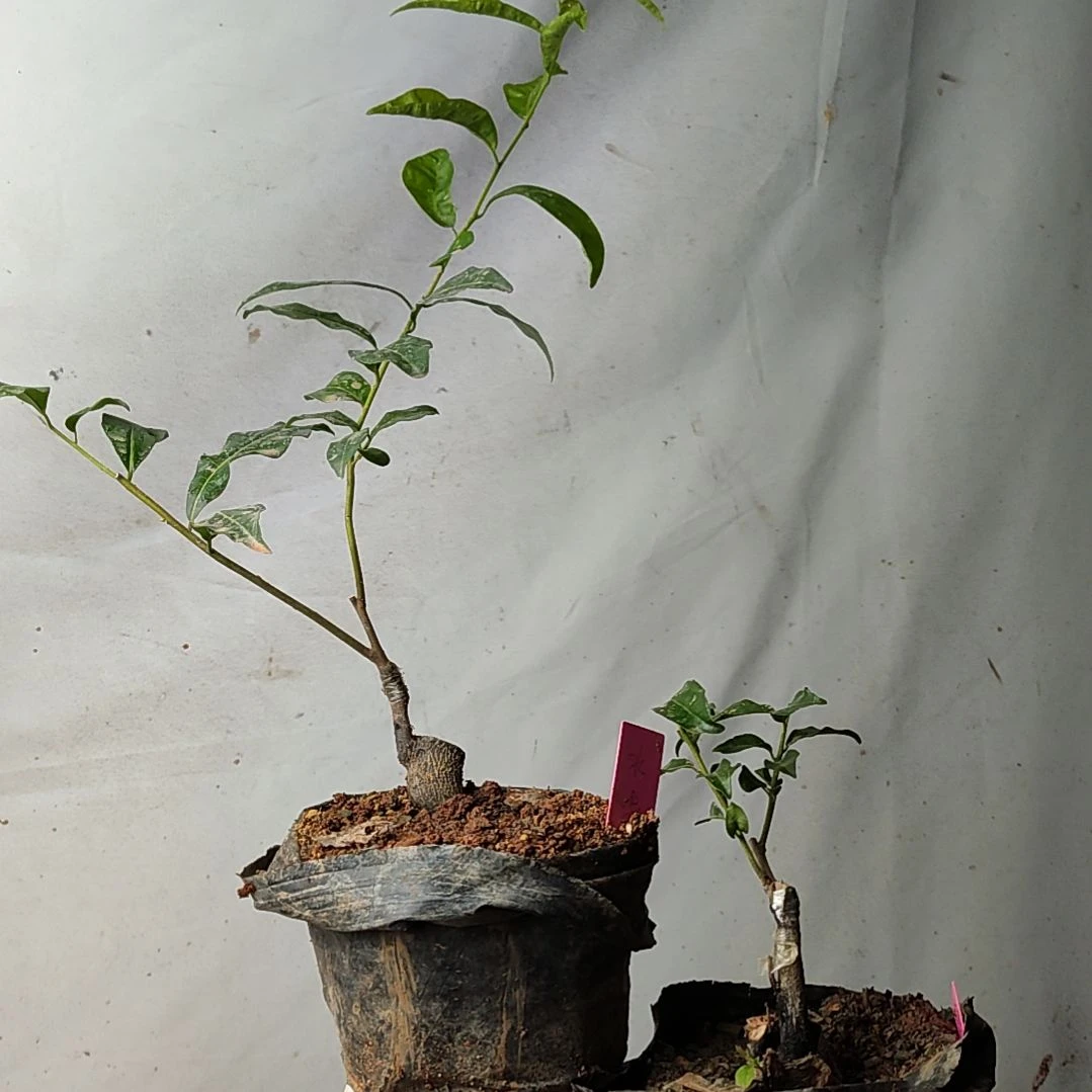 完全开放金弹子品种水晶柚子